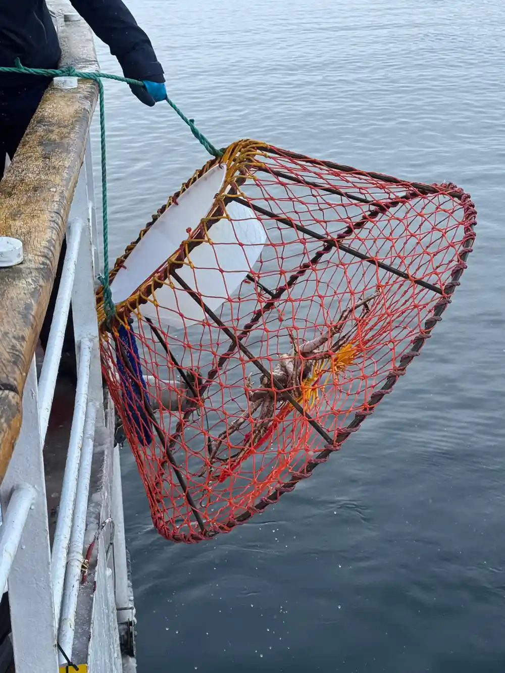 A crab pot being hauled up the side of the vessel
