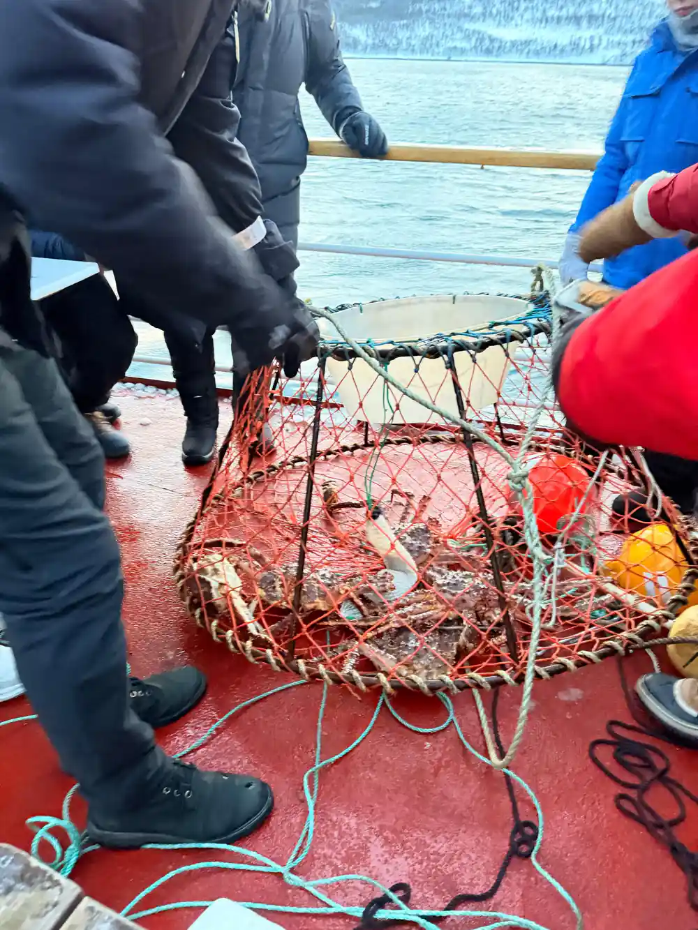 Crew lifting a crab pot over the rail with crabs inside