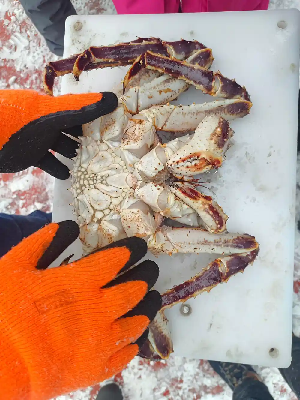 Crew in orange gloves holding a crab against a white surface