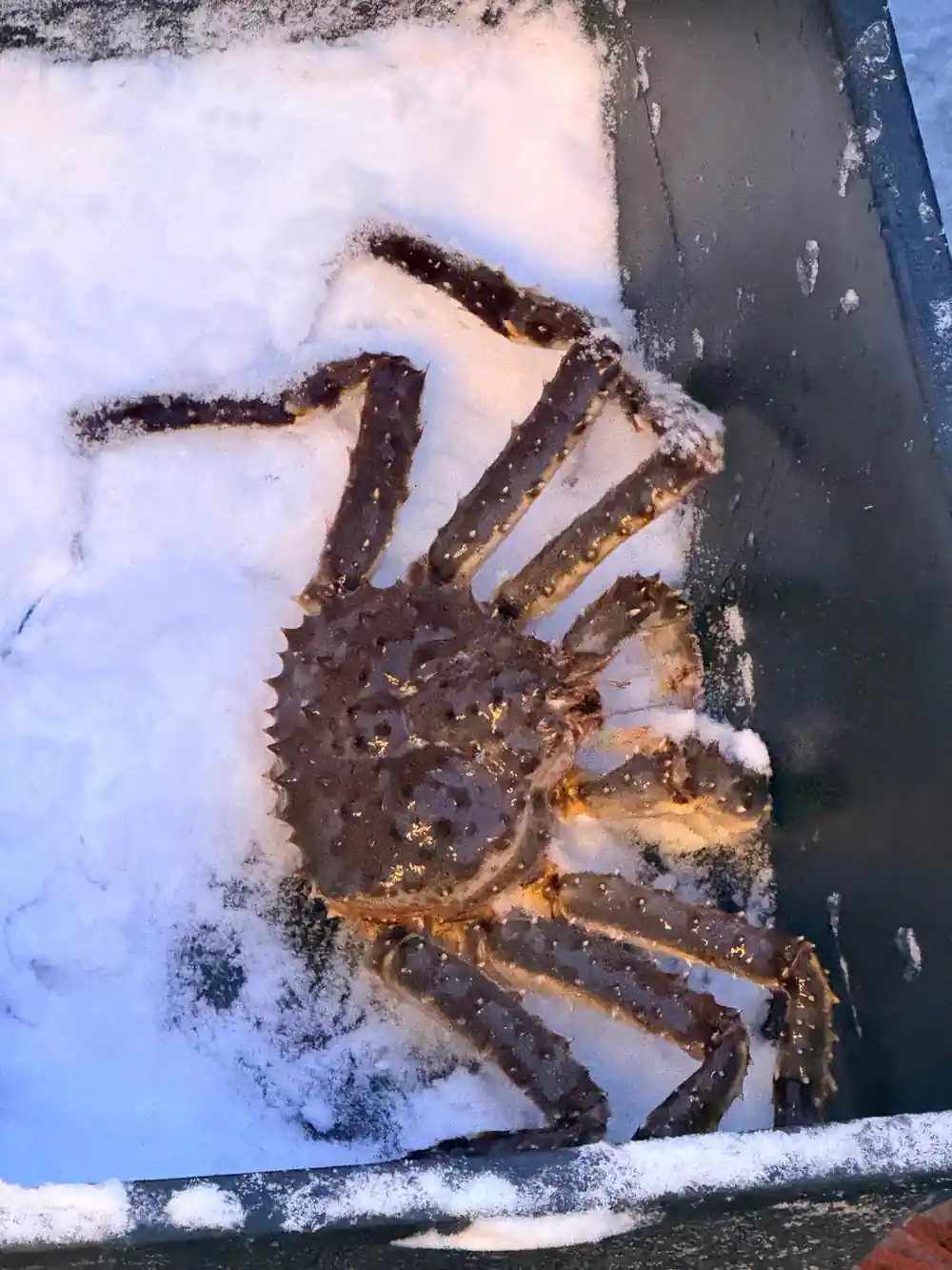 A dark king crab lying on fresh snow on deck