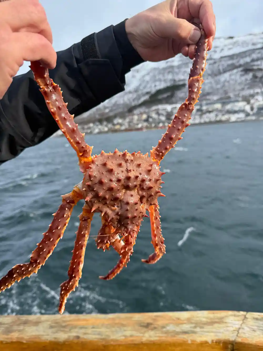 A king crab held out over the water from the rail