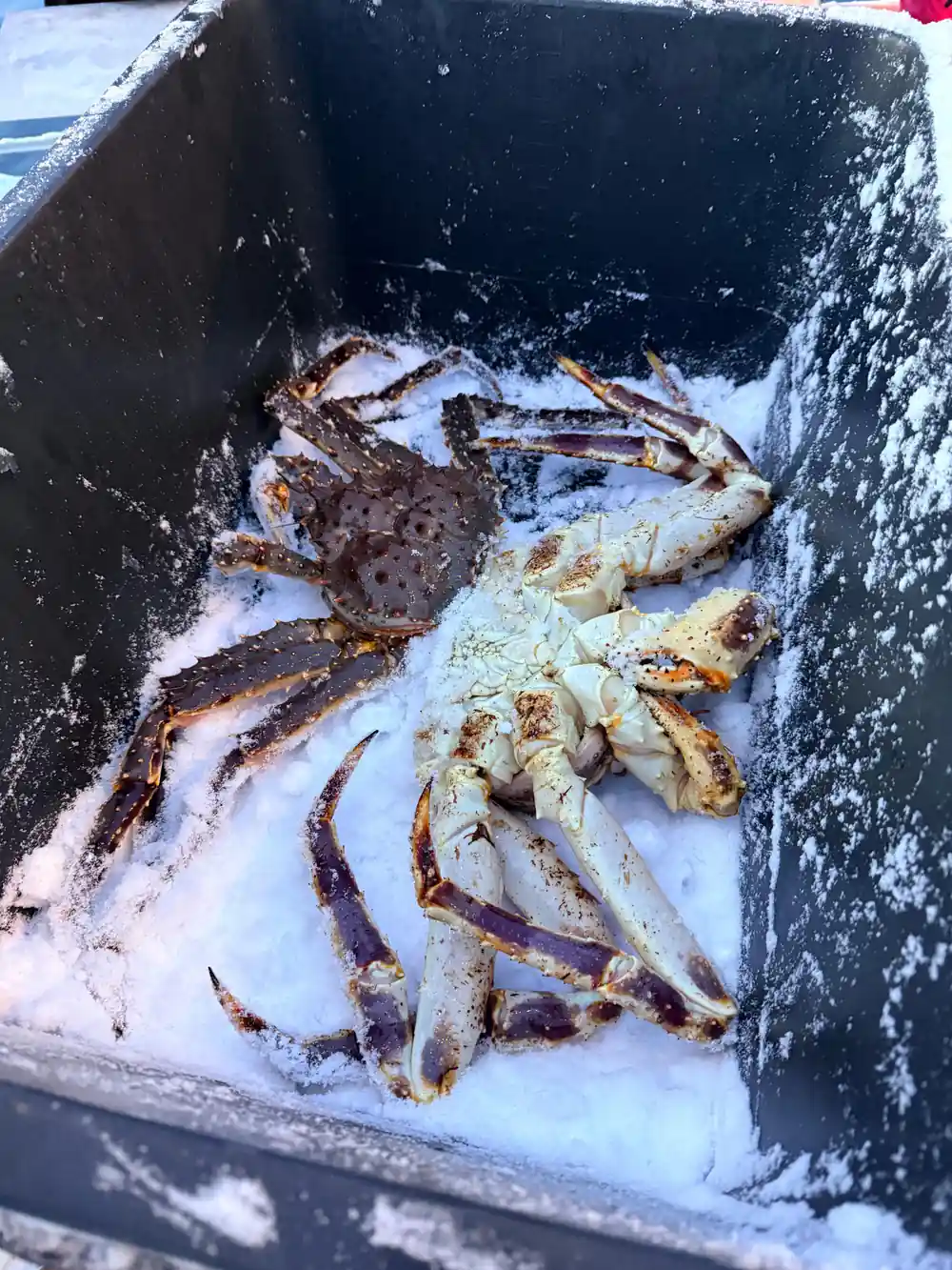 A king crab on the snow-dusted deck