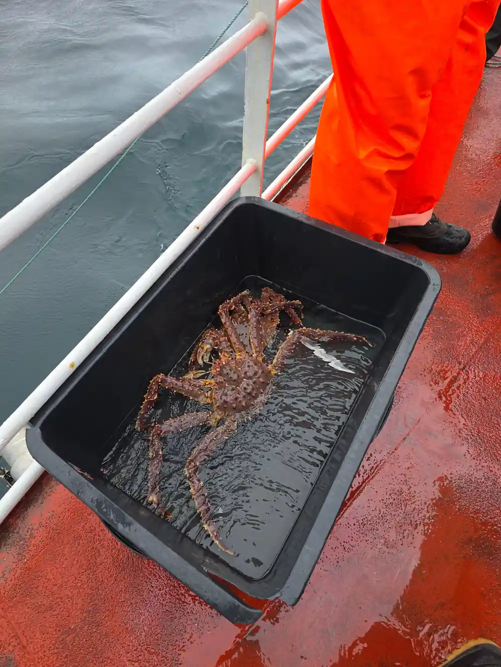 A live king crab in a black tray on the red deck