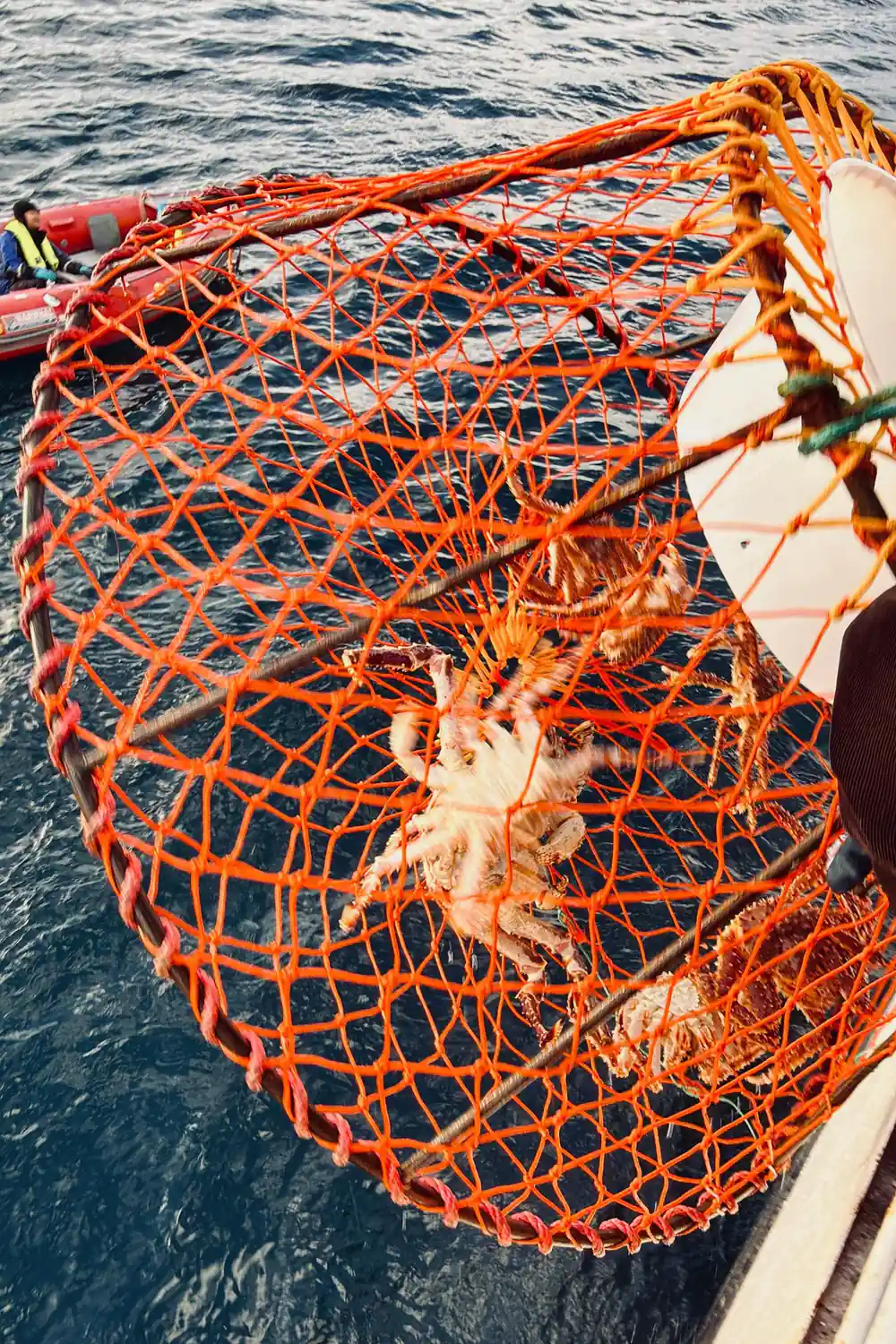 An orange crab pot in the water with a crab inside