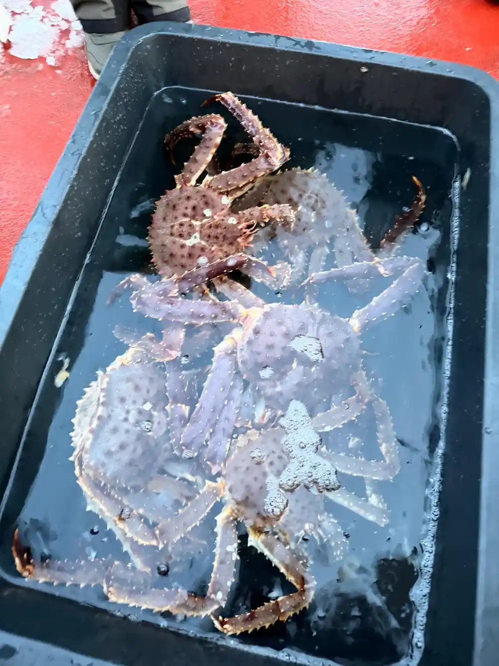 Two pale king crabs in a black tray