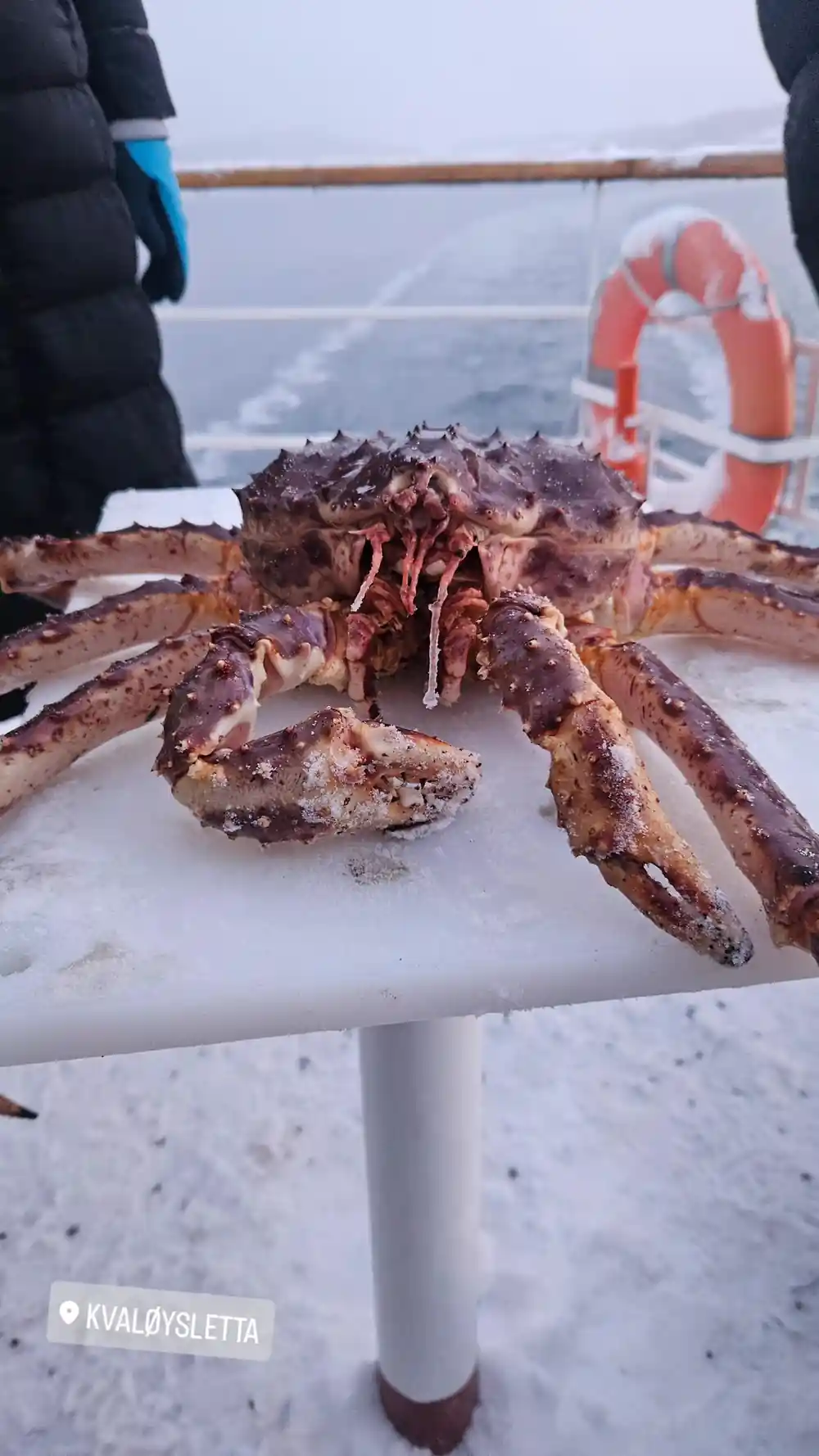 A whole king crab on a white board on the snowy deck