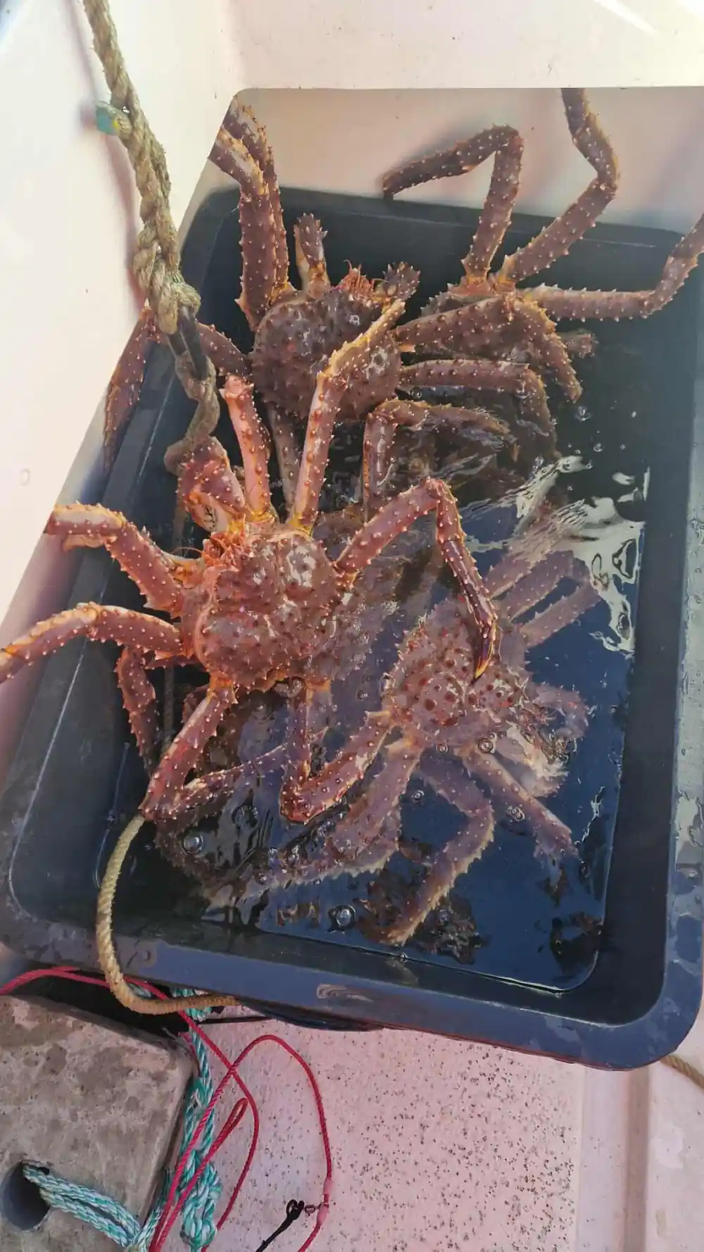 A whole red king crab seen from above on a dark surface